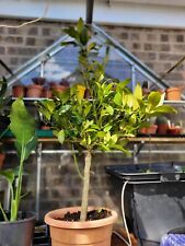 Mexican lime tree for sale  CHESTERFIELD
