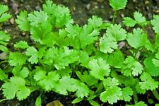 Cilantro seeds santo for sale  Gurnee