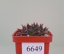 Obregonia denegrii /6649/ D40mm,own root for sale  Shipping to South Africa
