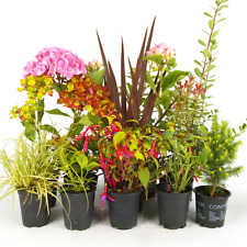 Mixed garden plants for sale  UK