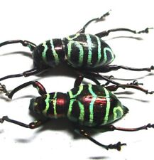 Used, M002 KSM | MI : Pachyrrhynchus occidentalis 2pcs. 14mm/15mm******************** for sale  Shipping to South Africa