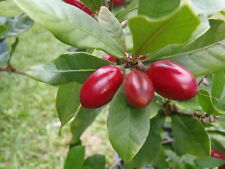 Miracle fruit plant for sale  Danielson