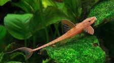 Red lizard whiptail for sale  LONDON