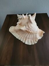 Large sea shell for sale  Emerson