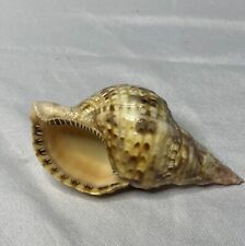 Authentic natural conch for sale  Saint Cloud