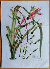 Van Houtte Flore de Serres Large Print Billbergia viridiflora - 1846 for sale  Shipping to South Africa