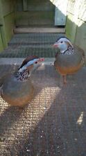 Barbary partridge hatching for sale  CANTERBURY