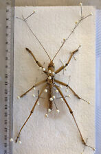 Orthoptera SAGA NATOLIAE****male 65**** MACEDONIA for sale  Shipping to South Africa