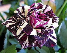 Sementes raras de rosas de dragão preto planta de jardim, sementes de roseira, presente de sementes de flores comprar usado  Enviando para Brazil