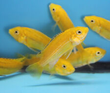 Live electric yellow for sale  USA