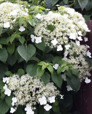 Hydrangea petiolaris climbing for sale  DAGENHAM