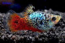 Calico platys tropcial for sale  LONDON