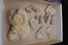 Konvolut fossilien ammonit gebraucht kaufen  Hedelfgn.,-Obertürkh.