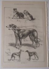 Coursing print moore for sale  MORPETH
