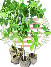 Moringa live plant for sale  Dade City