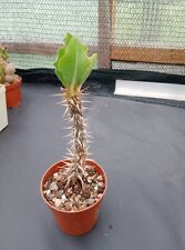 Euphorbia didiereoides caudex gebraucht kaufen  Coswig