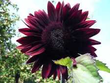 Moulin rouge sunflower for sale  WALLASEY