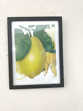 Lemon fruit paint for sale  Detroit