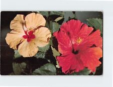 Postcard florida hibiscus for sale  Almond