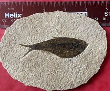 Knightia alta fossil for sale  ST. NEOTS