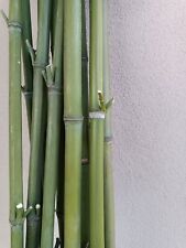 Canne bamboo per usato  Bedizzole