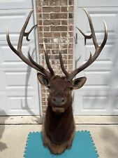 Large elk head for sale  Floresville