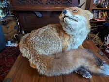 Taxidermy fox for sale  NORWICH