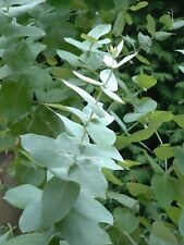 Usado, EUCALIPTO LIMON eucalyptus citriodora ( hojas olor a limón ) 40 semillas seeds  comprar usado  Enviando para Brazil