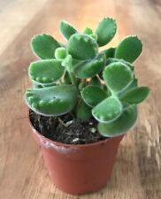 Cotyledon tomentosa bear for sale  SHEFFIELD