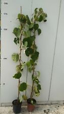 N.3 pianta kiwi usato  Altamura