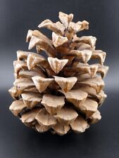 Extra Large 7" Coulter Pine Cone California #6, used for sale  Shipping to South Africa