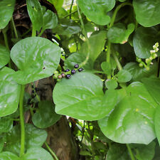 Giant malabar spinach d'occasion  Expédié en Belgium