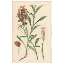 Curtis Botanical Magazine antique 1840 h/c engraving 3757 Orange Treacle-mustard, used for sale  Shipping to South Africa