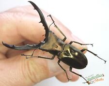 Stag shiny beetle for sale  Shipping to Ireland