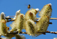 Pussy willow tree for sale  Albany