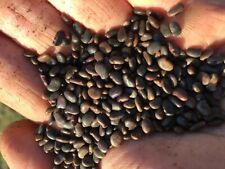 Black locust seeds for sale  Golconda