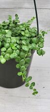 Peperomia prostrata string for sale  Reseda