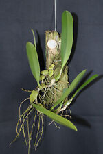 Bulbophyllum schinzianum for sale  Shipping to Ireland