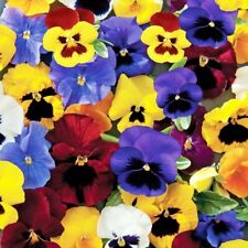 Winter flowering pansy for sale  DONCASTER