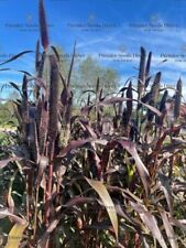 Grass pennisetum glaucum for sale  SALISBURY