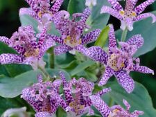 Exotic toad lily for sale  RHYL