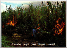 Cartão postal antigo Burning Sugar Cane Before Harvest Mainlanders Hawaii Farmers comprar usado  Enviando para Brazil