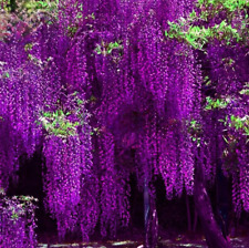 Purple floribunda wisteria d'occasion  Expédié en Belgium