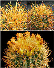 Graines ferocactus chrysacanth usato  Nizza Di Sicilia