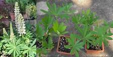 Gunnera manicata plants for sale  SKELMERSDALE