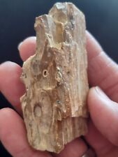 Fossile bois fossilisé d'occasion  Senlis