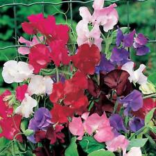 Sweet pea spencer for sale  UK