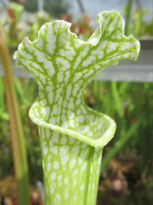 Sarracenia leucophylla virides for sale  GRAVESEND