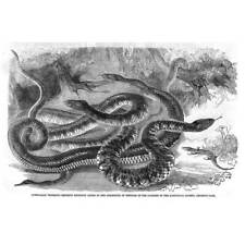 Australian venomous snakes for sale  GLASGOW