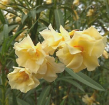 Yellow oleander nerium for sale  Shipping to Ireland